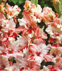 Gladiol Mindset – Gladiolus – pěstování – hlízy mečíku
